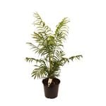 250mm Parlor Palm - Chamaedorea elegans