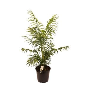 250mm Parlor Palm - Chamaedorea elegans