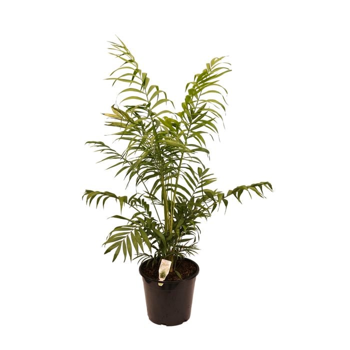 250mm Parlor Palm - Chamaedorea elegans