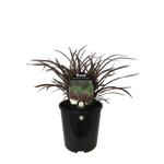 1.9L Phormium Sweet Mist - Phormium tenax 'PHOS2'