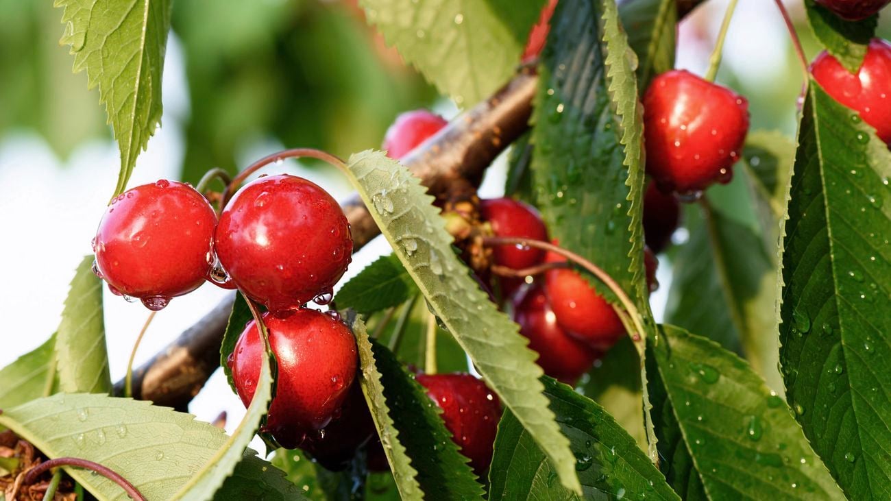 Cherry tree