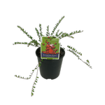 1.9L Cranberry Crowley - Vaccinium species - Incredibles Edible Range