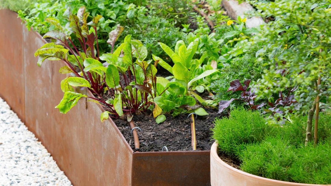 Salad plantation in an edging garden bed, with lettuce and tomato plantation and flowers.