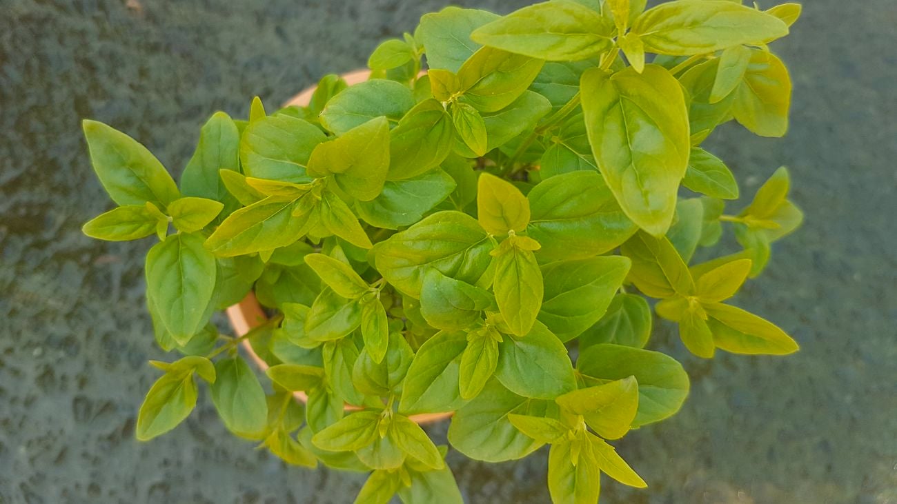 Close-up of a river mint plant