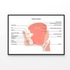 Anatomy Of the Mouth and Tongue Side View  Print 100% Australian Made 120x90cm  (Poster)
