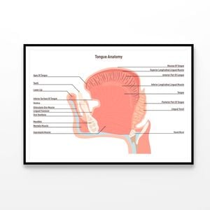 Anatomy Of the Mouth and Tongue Side View  Print 100% Australian Made 120x90cm  (Poster)