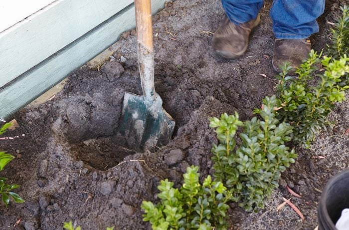 A hole being dug for a hedge plant