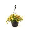 200mm Basket Jewels Portulaca Triple - Portulaca grandiflora