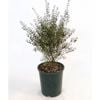 150mm Brown Boronia - Boronia Megastigma