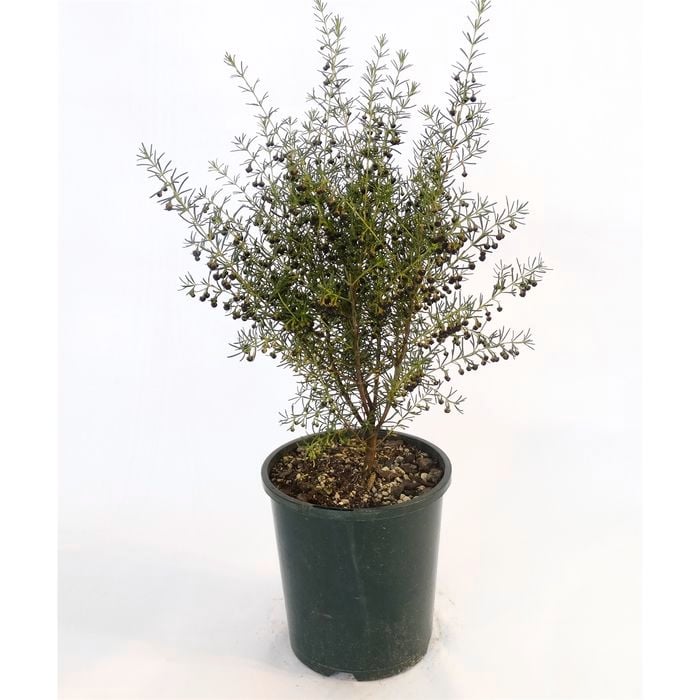 150mm Brown Boronia - Boronia Megastigma