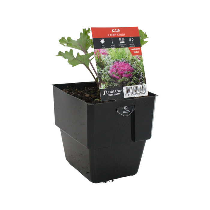 125mm Fresh Start Kale Candy Crush - Brassica oleracea