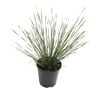 1.9L Lomandra Shara - Shara Lomandra fluviatilis ‘ABU7’