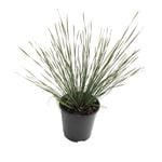 1.9L Lomandra Shara - Shara Lomandra fluviatilis ‘ABU7’