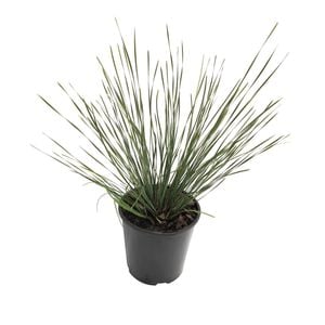 1.9L Lomandra Shara - Shara Lomandra fluviatilis ‘ABU7’
