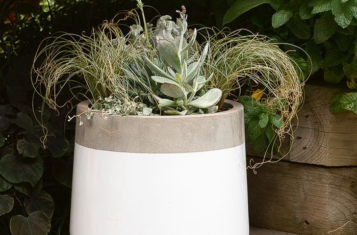 A white and grey garden pot filled with succulents
