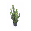 140mm Adenanthos - Adenanthos sp Platinum
