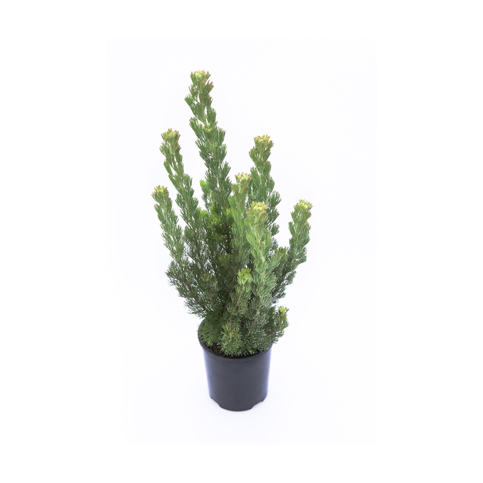 140mm Adenanthos - Adenanthos sp Platinum
