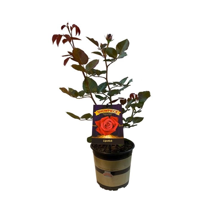 2.5L Rose Showpiece Lipstick - Rosa