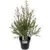 200mm Screen Between Pittosporum - Pittosporum tenuifolium