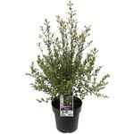 200mm Screen Between Pittosporum - Pittosporum tenuifolium