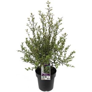 200mm Screen Between Pittosporum - Pittosporum tenuifolium