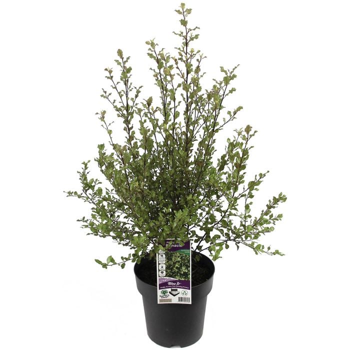200mm Screen Between Pittosporum - Pittosporum tenuifolium