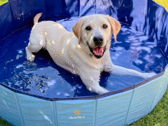 Charlies dog pool is the easiest way to keep your dog cool this summer. I/N: 0456321