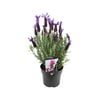 140mm-Lavender Javelin Forte Deep Purple - Lavandula stoechas