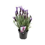 140mm-Lavender Javelin Forte Deep Purple - Lavandula stoechas