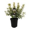 3.5L Pittosporum Limelight - Pittosporum tenuifolium Limelight