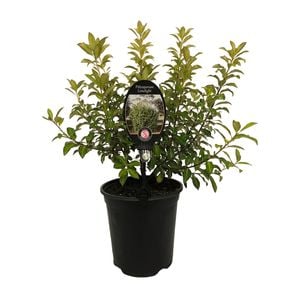 3.5L Pittosporum Limelight - Pittosporum tenuifolium Limelight