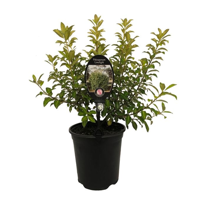 3.5L Pittosporum Limelight - Pittosporum tenuifolium Limelight