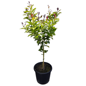 30L Citrus Yen Ben Lemon - Citrus x limon
