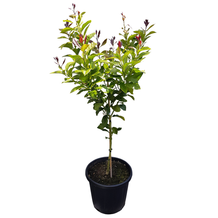30L Citrus Yen Ben Lemon - Citrus x limon