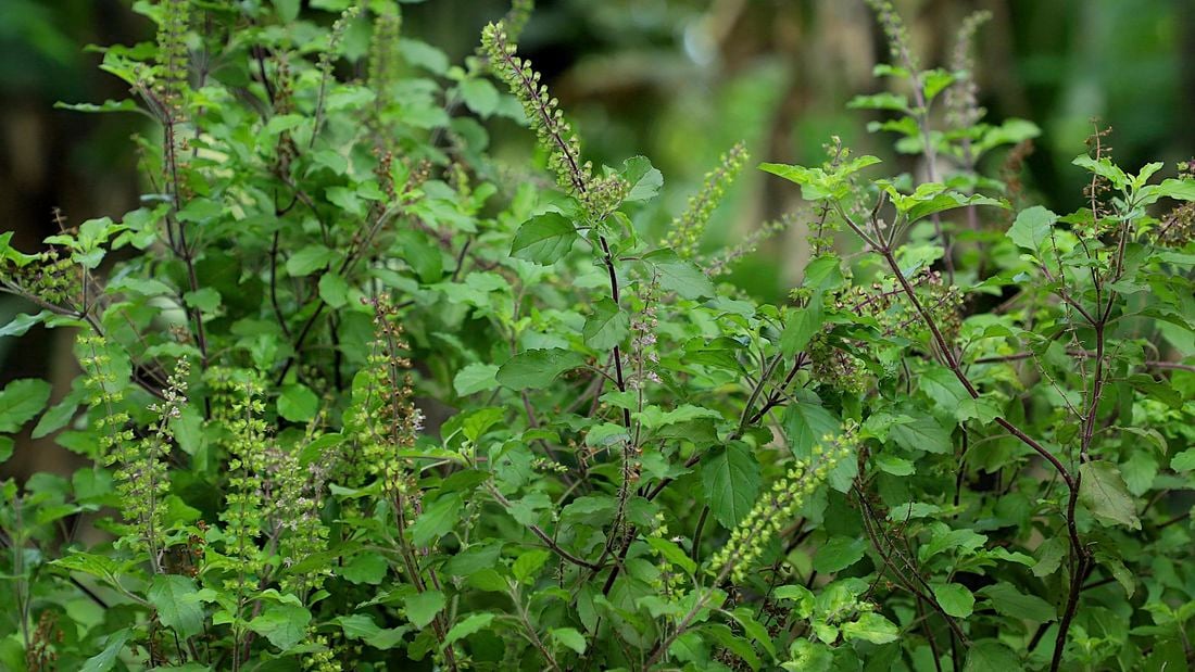 Tulsi, or holy basil, growing in a garden