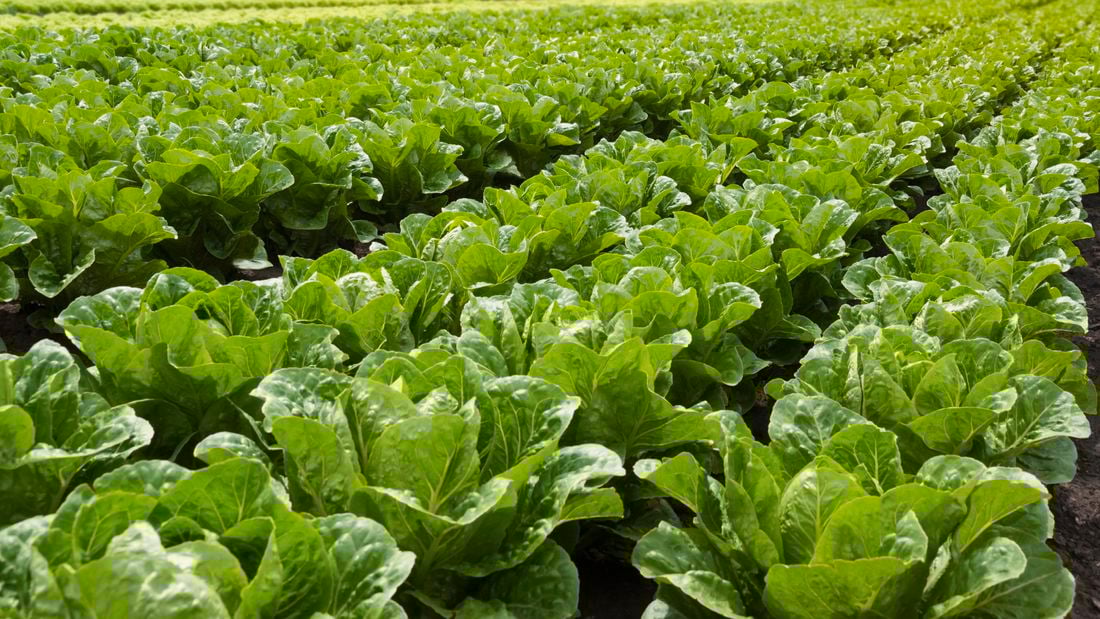 wide shot of rows of planted lettuce in a field