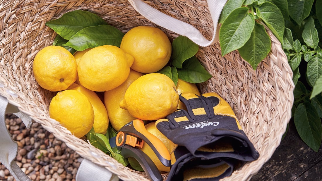A cane basket with lemons, leaves and gardening gloves in it next to a plant.