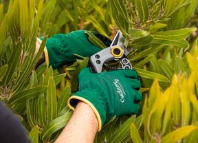A person with secateurs trimming a plant