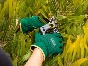 A person with secateurs trimming a plant