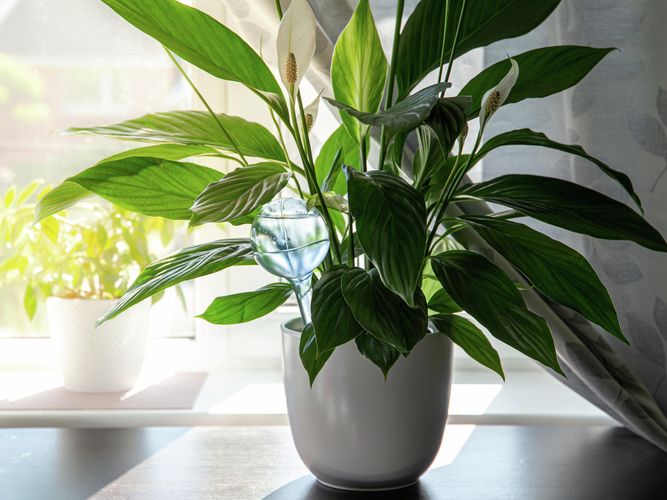 Peace lilies in a pot inside a house with a window behind