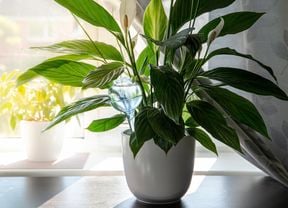 Peace lilies in a pot inside a house with a window behind