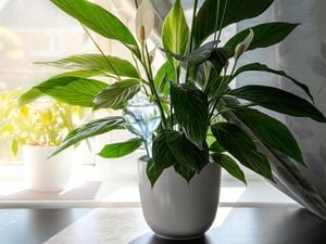 Peace lilies in a pot inside a house with a window behind
