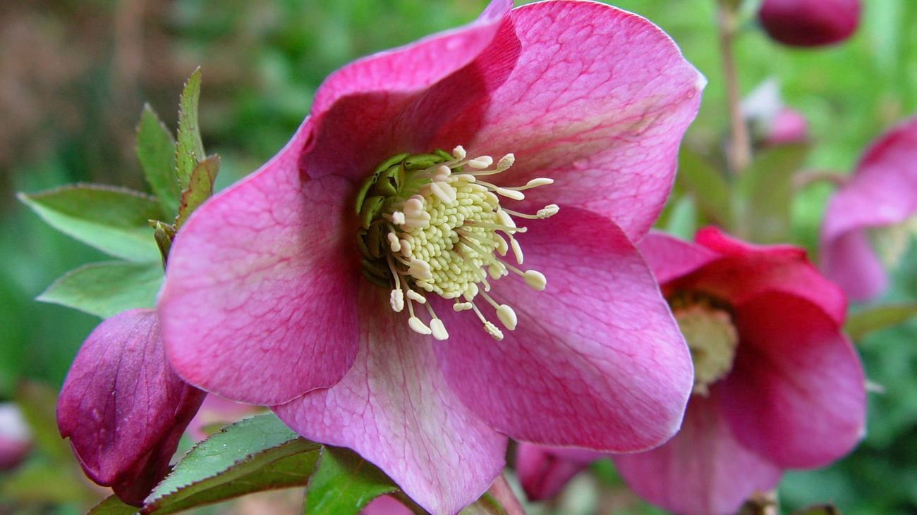 A purple helleborus flower