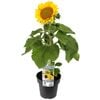 180mm Dwarf Sunflower Assorted - Helianthus annuus Nana