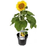180mm Dwarf Sunflower Assorted - Helianthus annuus Nana