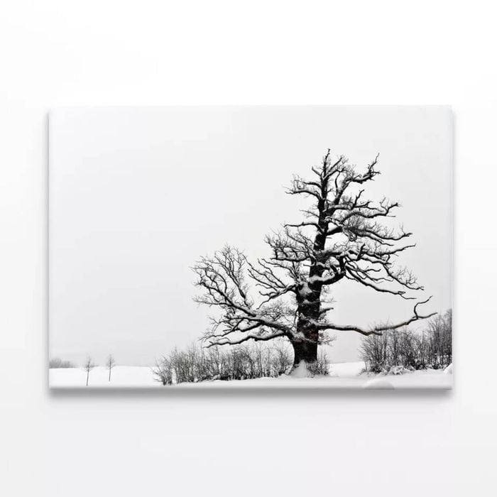 Oak Tree Winter  Print 100% Australian Made 120 x 90cm  (Stretched)