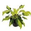 125mm Winterbourn - Philodendron xanadu Variegata