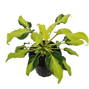 125mm Winterbourn - Philodendron xanadu Variegata