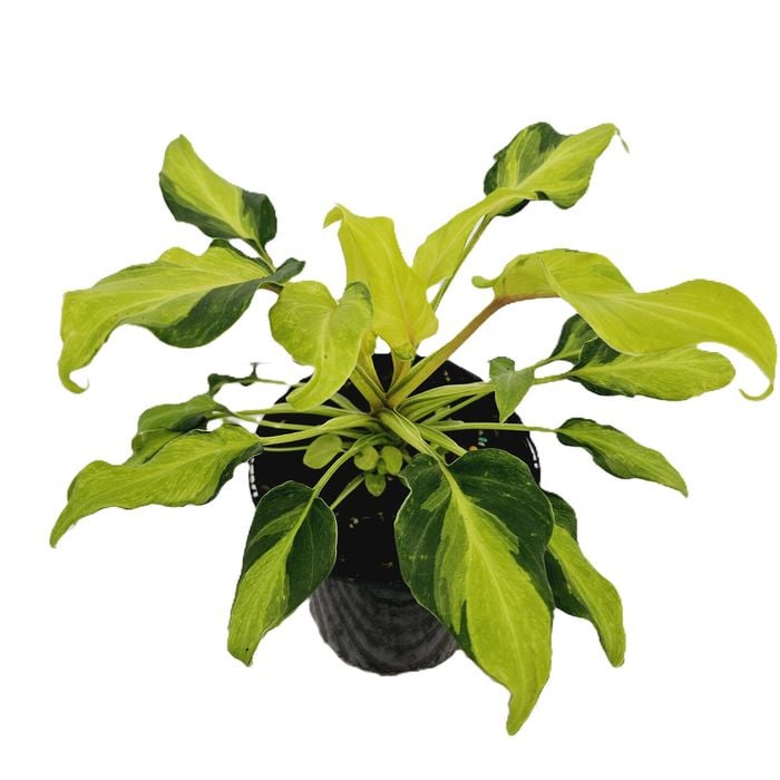 125mm Winterbourn - Philodendron xanadu Variegata