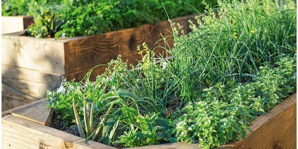 plants in garden bed